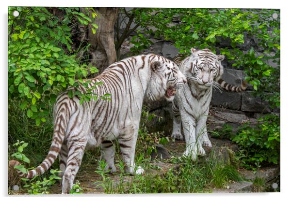 Two White Tigers Acrylic by Arterra 