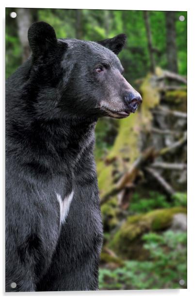 American Black Bear in Forest Acrylic by Arterra 