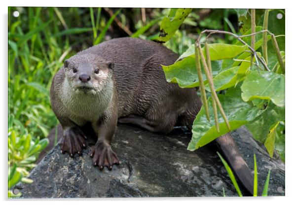 Smooth-Coated Otter Acrylic by Arterra 