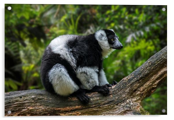 Black-and-White Ruffed Lemur Acrylic by Arterra 