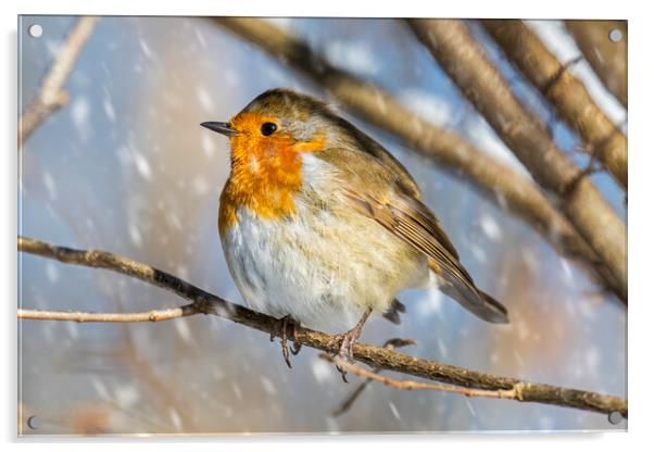 European Robin during Snow Shower in Winter Acrylic by Arterra 