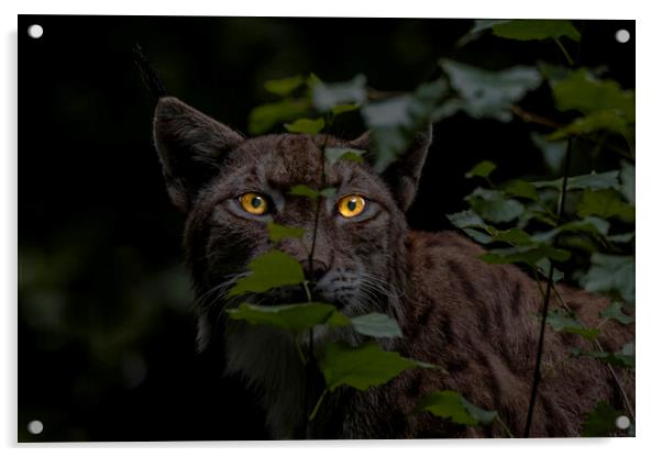 Lynx Hunting at Night Acrylic by Arterra 