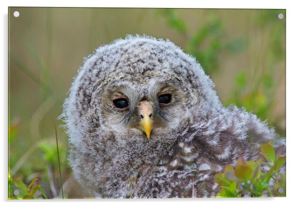 Ural Owl Owlet Acrylic by Arterra 