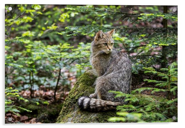 European Wildcat in Woodland Acrylic by Arterra 
