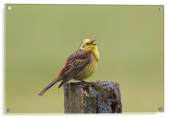 Yellowhammer Singing in Spring Acrylic by Arterra 