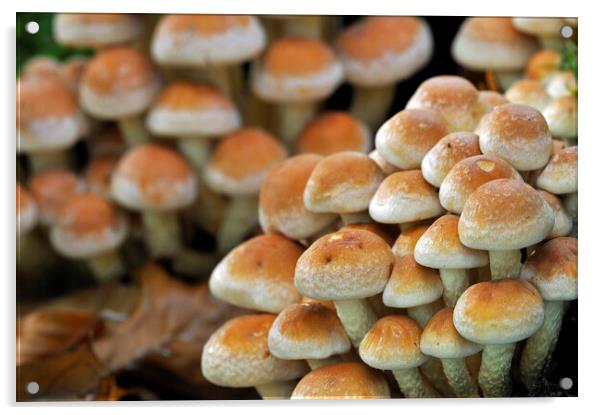 Brick Cap Mushrooms in Woodland Acrylic by Arterra 