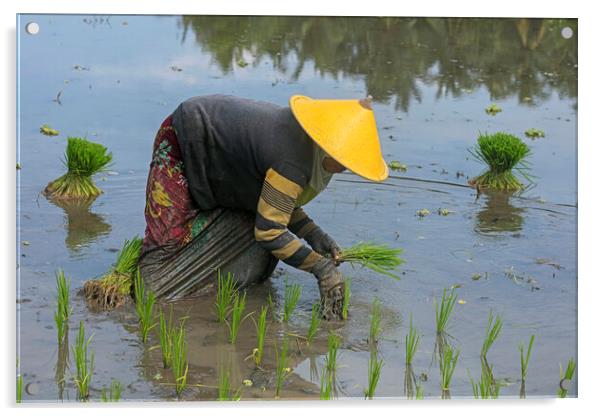 Planting Rice in Paddy Field, Lombok Acrylic by Arterra 