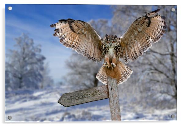 Eagle Owl (Bubo bubo) in the Snow in Winter Acrylic by Arterra 