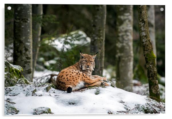 Eurasian Lynx Resting in the Snow in Winter Acrylic by Arterra 