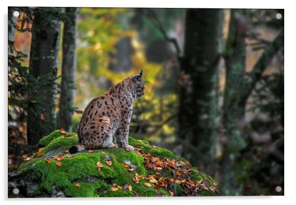 Eurasian Lynx in Autumn Forest Acrylic by Arterra 