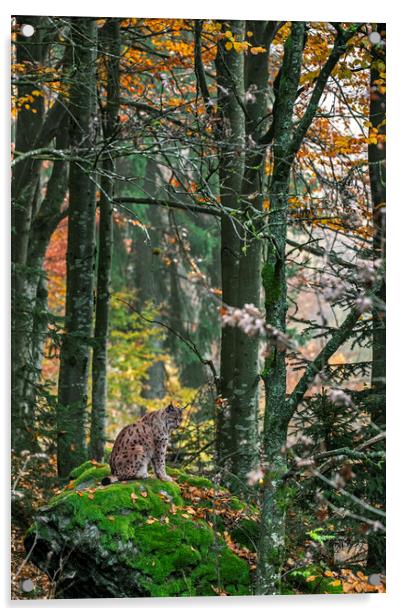 Eurasian Lynx in Autumn Woodland Acrylic by Arterra 