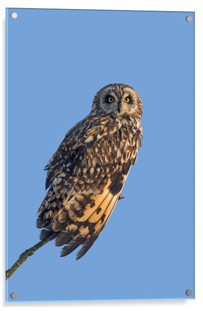 Short-Eared Owl  Acrylic by Arterra 