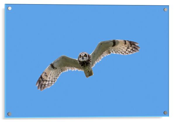 Short-Eared Owl in Flight Acrylic by Arterra 