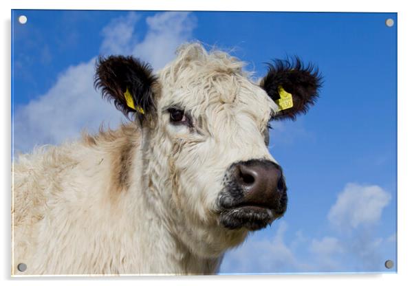 White Galloway Cow in Scotland Acrylic by Arterra 