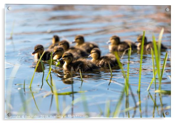 Springtime Ducklings..  Acrylic by Ben Kirby