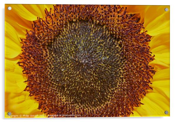 Centre of Sunflower Acrylic by Philip Gough