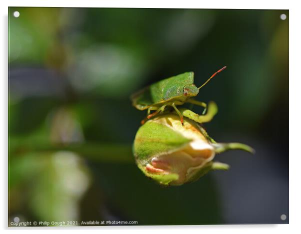 Green Shield Bug Acrylic by Philip Gough