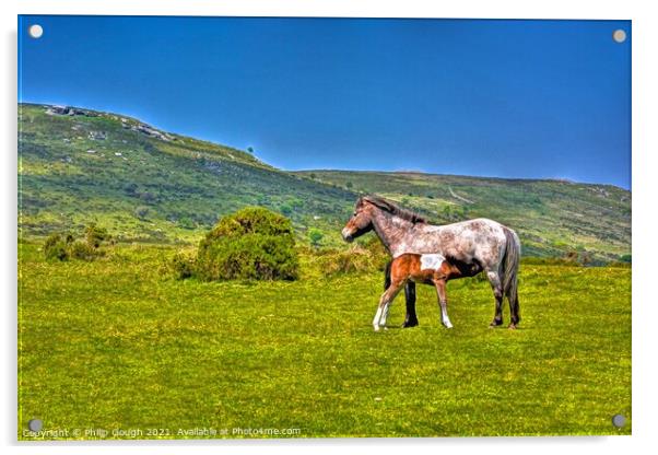 Dartmoor Ponies Free Acrylic by Philip Gough
