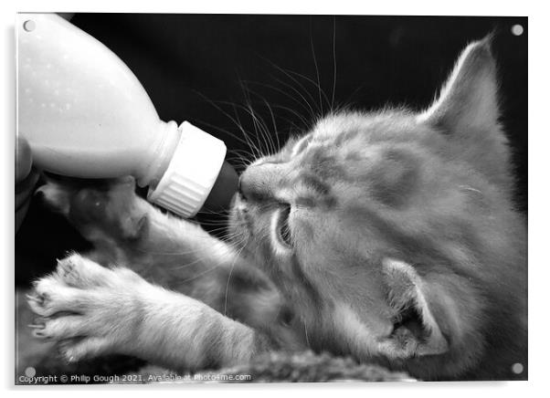Cute Kitten Feeding Acrylic by Philip Gough