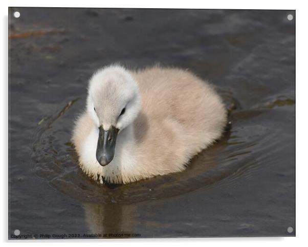 Baby Cygnet On Water Acrylic by Philip Gough