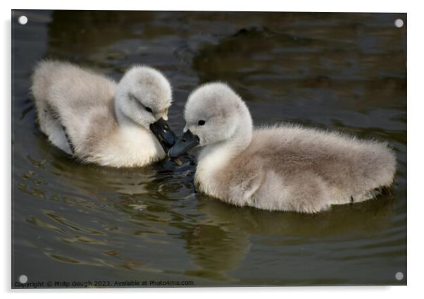 CUTE CYGNETS IN SOMERSET Acrylic by Philip Gough