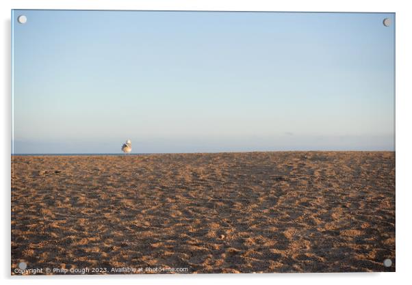 A SeaGull on the beach Acrylic by Philip Gough