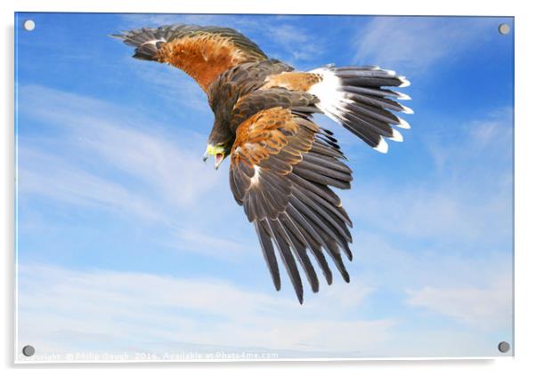 Harris Hawk in Flight Acrylic by Philip Gough