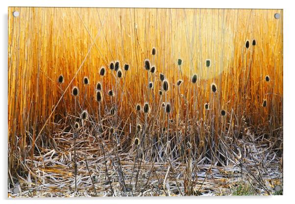 Golden Thistle Acrylic by Philip Gough