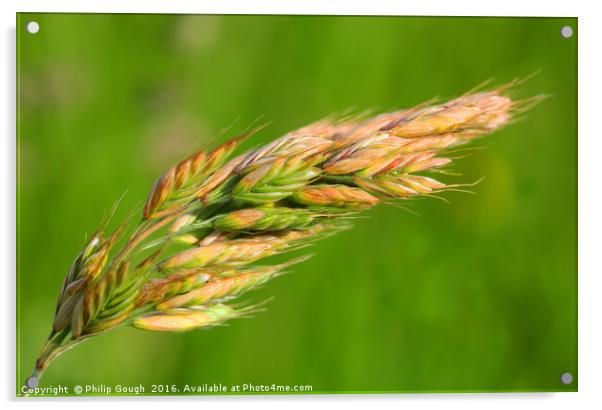 Barley in the field Acrylic by Philip Gough