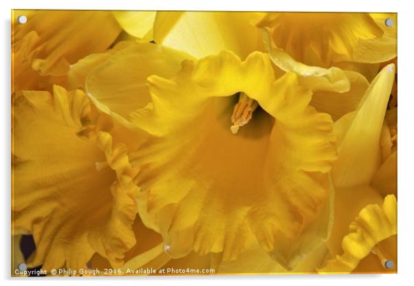 Daffodils Acrylic by Philip Gough