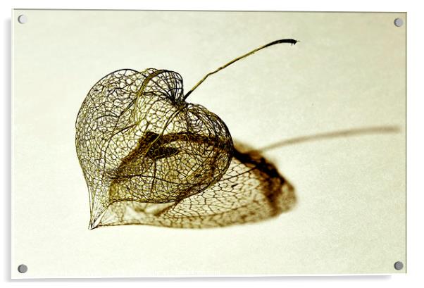 Old Chinese Lanterns  (Physalis Alkekengi) Acrylic by Philip Gough