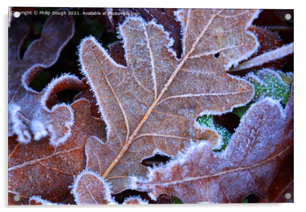Frosty leaves Acrylic by Philip Gough