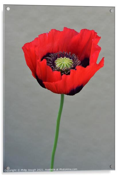 Red Poppy (Papaveroideae) Acrylic by Philip Gough