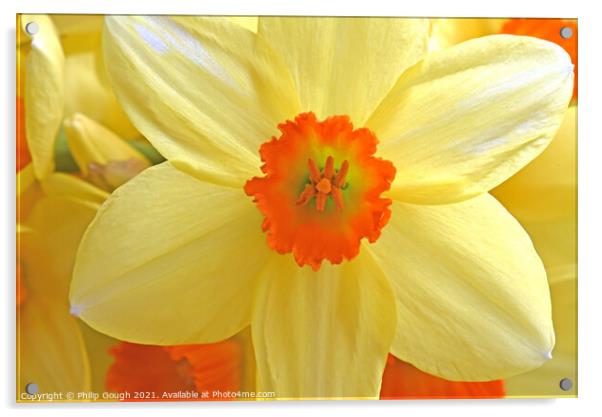 Daffodil Bloom Acrylic by Philip Gough