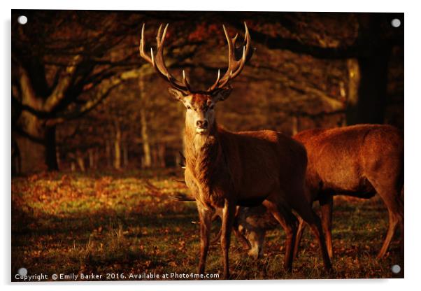 Richmond Park Deer Acrylic by Emily Barker