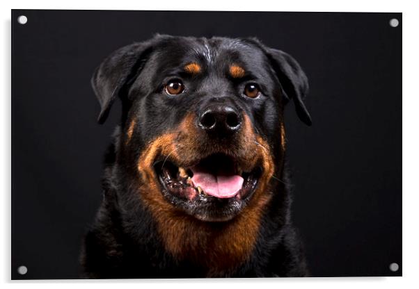 The Rottie Acrylic by Peter Hearn