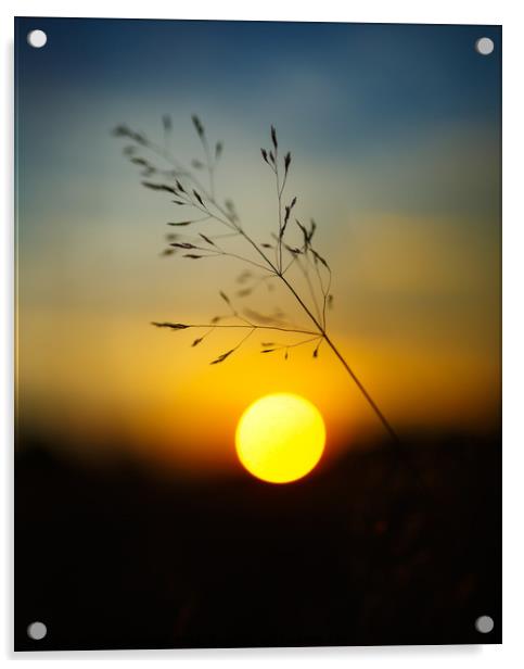 Selective focus sunset Acrylic by Ragnar Lothbrok