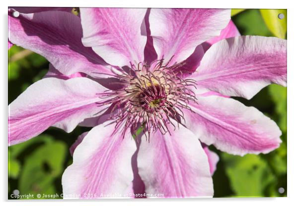 Clematis Nelly Moser flower Acrylic by Joseph Clemson