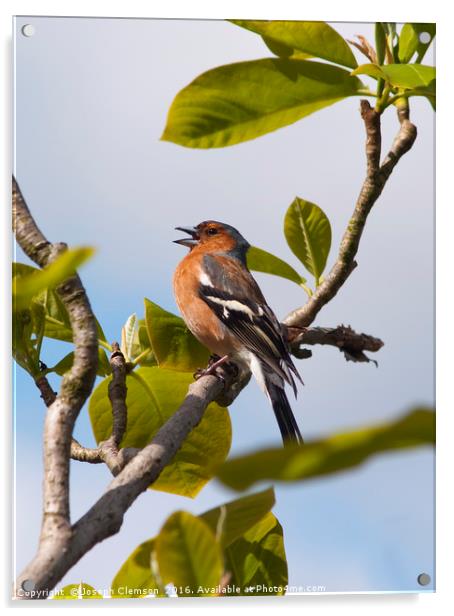 Male chaffinch on tree singing Acrylic by Joseph Clemson