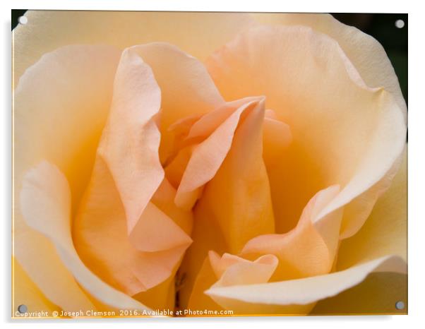 Peach coloured rose petals Acrylic by Joseph Clemson