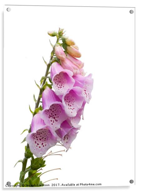 Foxglove flowers on white Acrylic by Joseph Clemson