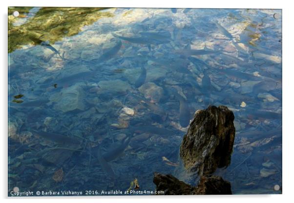 Fish in the lake at Plitvice National Park Acrylic by Barbara Vizhanyo