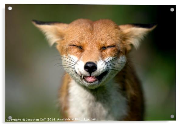 Fox I am Acrylic by Jonathon Cuff
