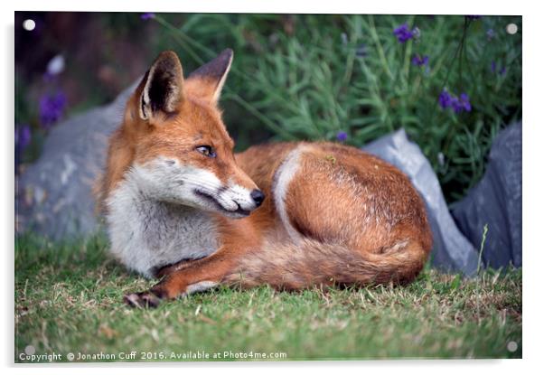 Relaxed fox - ever watchful Acrylic by Jonathon Cuff