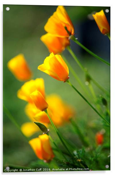 California poppies in the early evening sun Acrylic by Jonathon Cuff