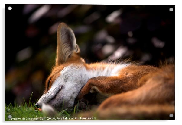 Sleeping fox Acrylic by Jonathon Cuff