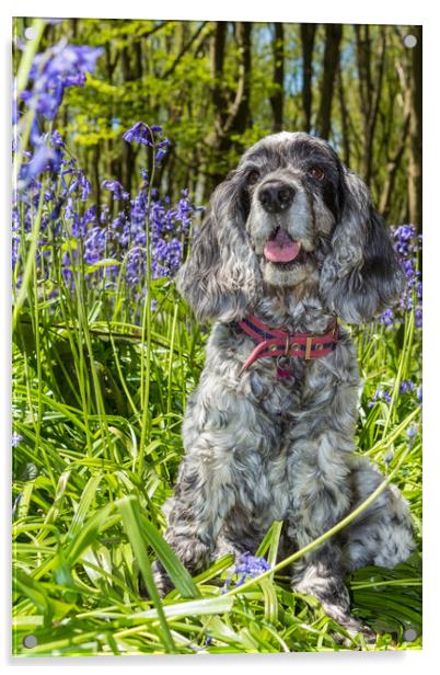 Cocker Spaniel and bluebells Acrylic by George Cairns