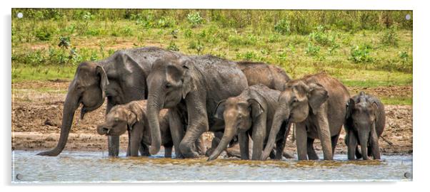 Thirsty Asian Elephants, Sri Lanka Acrylic by Janette Hill