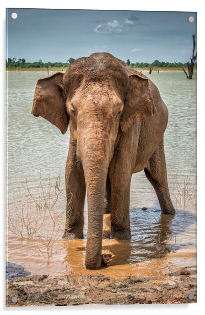 Lone Bull, Asian Elephant, Sri Lanka Acrylic by Janette Hill