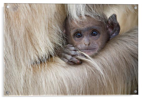 Baby Langur Monkey Acrylic by Janette Hill